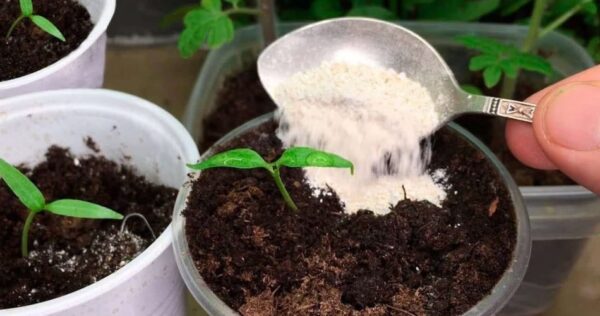 Versatelo nei vasi delle vostre piante: saranno sane, rigogliose e tozze come mai prima d’ora.