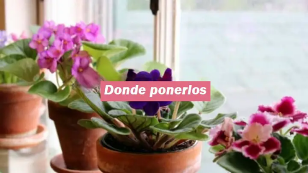 Viole, la posizione perfetta per farle fiorire per sempre: ecco dove metterle Febbraio 15, 2023giusy pirosa