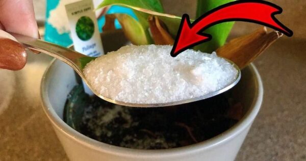 Voeg dit ingrediënt toe aan uw planten: u zult altijd gezonde en weelderige bladeren hebben.