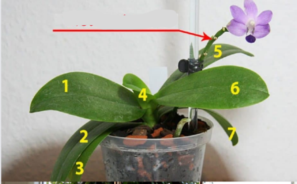 Volete che la vostra orchidea fiorisca tutto l’anno? Basta rispettare questo principio per ogni pianta e il gioco è fatto: può avere 40 fiori!