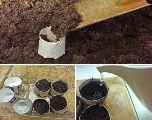 Volete coltivare le fragole nel vostro giardino? Ecco il modo più semplice!