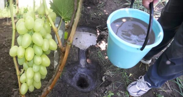 Volete un sacco di grossi THREAT l’anno prossimo? Versate un litro di questo miracolo sotto ogni cespuglio a novembre, non di più!