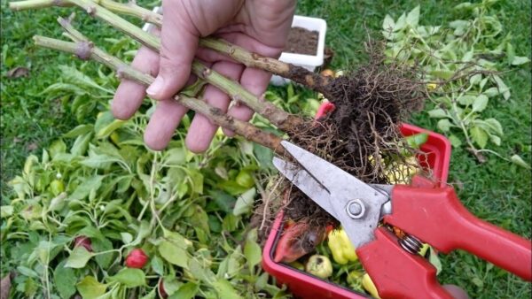 Volete una grande quantità di PAPRICA l’anno prossimo? Non comprate trapianti in primavera, fate questo dopo la stagione con ogni pianta!