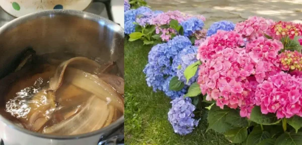 Vuoi tanti GRANDI fiori e frutti enormi? Nutre ortensie, rose, gerani e persino pomodori con esso!