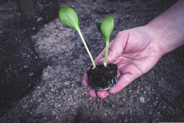 Vuoi tanti TRAPIANTI grandi e forti? Nutri ogni pianta 3 volte con questo miracolo, niente di più!