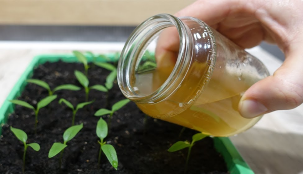 Vuoi tanti trapianti grandi e forti? Nutri ogni pianta tre volte con questo miracolo, niente di più!