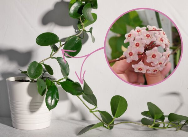 WAXWALL fiorisce come mai prima d’ora: segui questo consiglio!