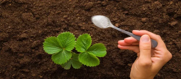 Zucchero sulle piante: un trucco sorprendente che tutti iniziano a fare!