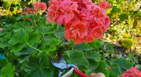 come coltivare i gerani e come potarli