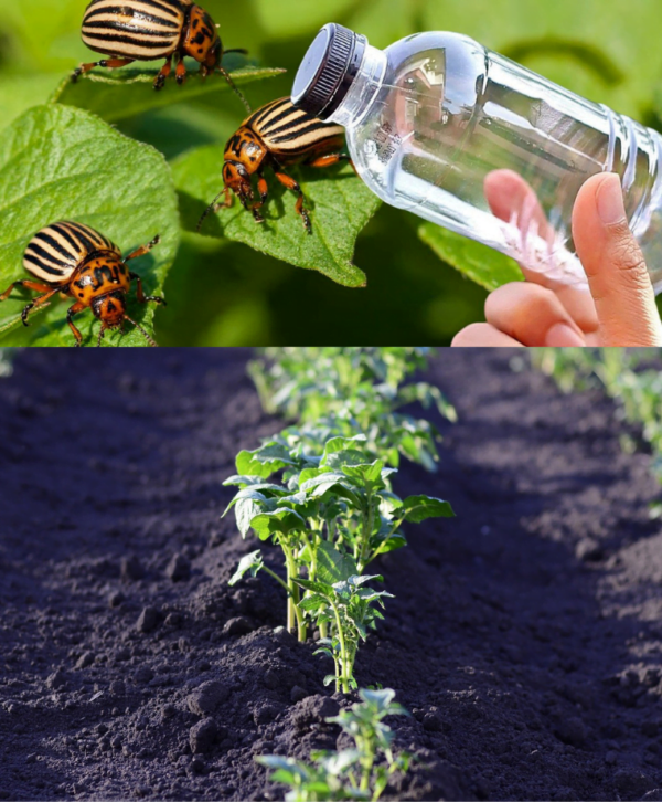È così che ci si libera del TERREMOTO. Non dovrete più preoccuparvi dei raccolti rovinati.