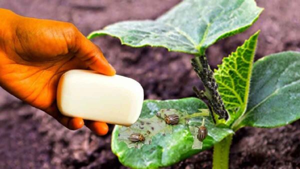 È il miglior insetticida in assoluto per debellare gli afidi delle piante