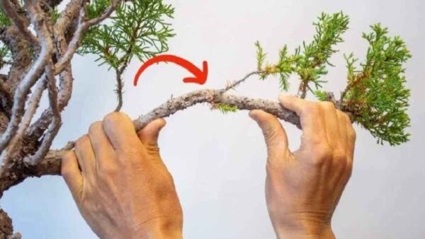 È importante piegare i rami degli alberi da frutto durante la potatura: perché?