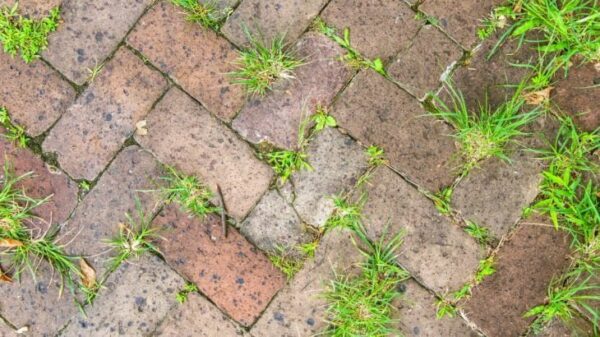 È ora di dire addio alle erbacce, acqua calda e aceto fanno un lavoro perfetto