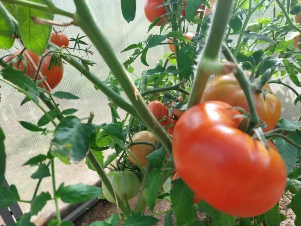 È ora di pensare alle piantine: come coltivare i pomodori senza una goccia di sostanze chimiche: la migliore opzione di alimentazione