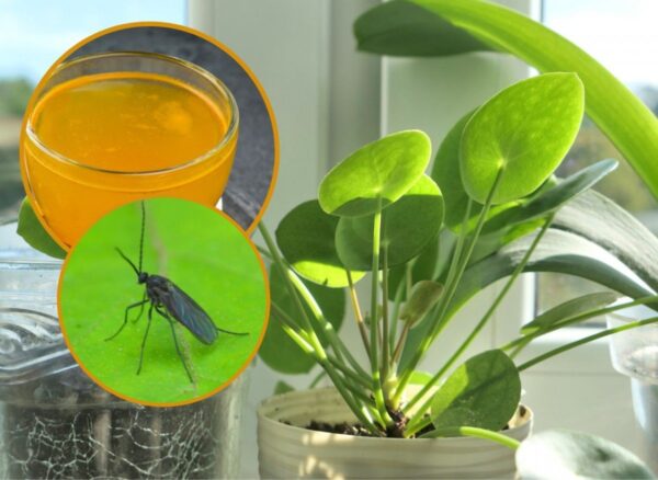 È più probabile che si nutrano di violetta africana e di stonecrop. Come si eliminano le mosche dalle piante in vaso?