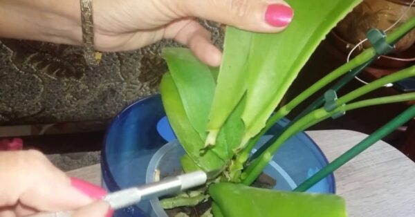 È possibile propagare un’orchidea anche dalle sue foglie. Tutto ciò che dovete fare è questo