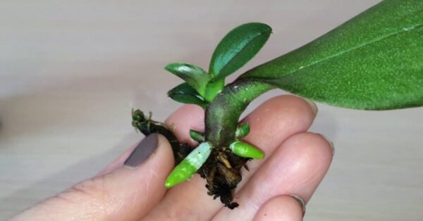 È possibile riprodurre un’orchidea anche a partire dalle sue foglie. Tutto ciò che dovete fare è questo