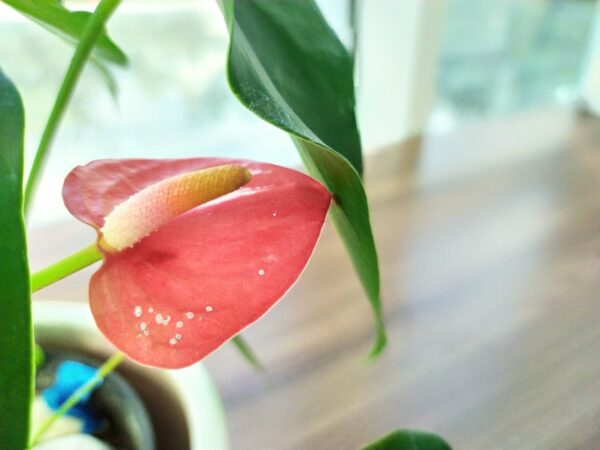 È sufficiente versare 1 tazza una volta: I fiori sbocciano tutto l’anno!