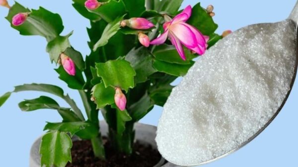 1 colher de chá é suficiente para garantir a floração em todas as plantas