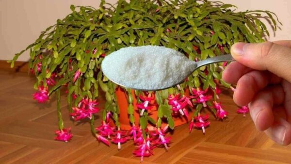 1 colher de chá é suficiente para qualquer flor que tiver em casa e a floração é garantida