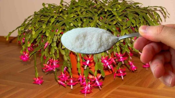 1 colher de chá é suficiente para qualquer flor que tiver em casa e a floração é garantida