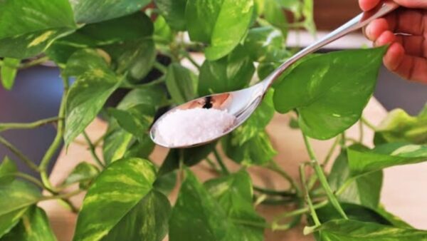 1 pitada é suficiente nas plantas: floração abundante e duradoura