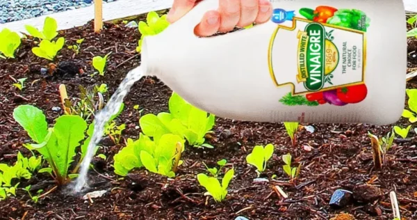 10 maneiras inteligentes de usar vinagre branco no jardim