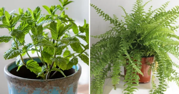 10 plantas que absorvem umidade e evitam mofo nas paredes