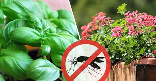 10 plantas que repelem mais insetos do que repelentes