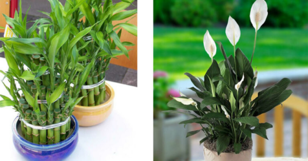 11 plantas de interior que não requerem manutenção