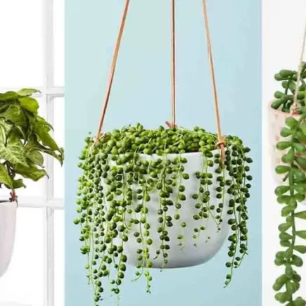 12 plantas de interior para pendurar e embelezar sua casa