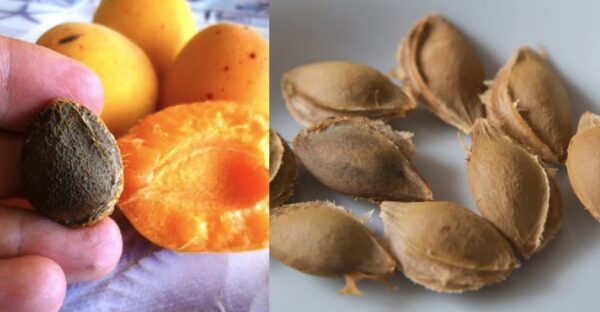 15 plantas frutíferas para cultivar em casa