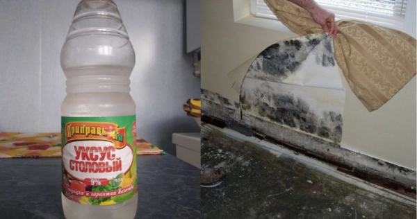 3 dicas eficazes para remover mofo preto das paredes em 5 minutos