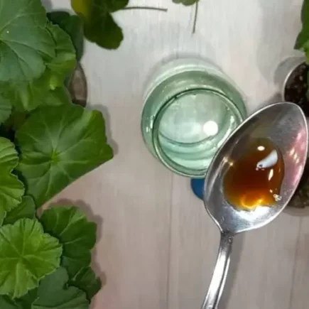 3 fertilizantes naturais muito poderosos para cultivar todas as plantas da casa