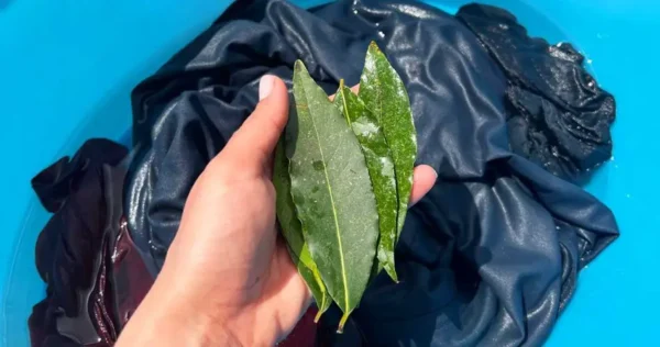 3 folhas de louro são suficientes para fazer roupas desbotadas parecerem novas