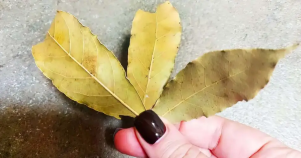 3 folhas de louro são suficientes para perfumar a casa no inverno