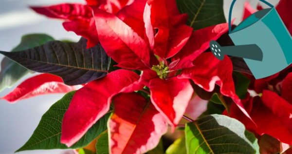 3 ingredientes de cozinha para fertilizar sua flor de véspera de Natal e durar o ano todo