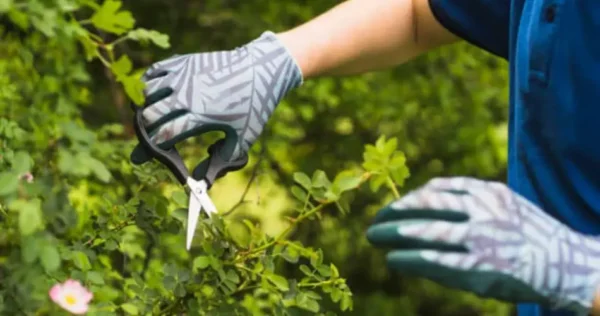 3 plantas para podar no final de fevereiro para ter um jardim bem exuberante