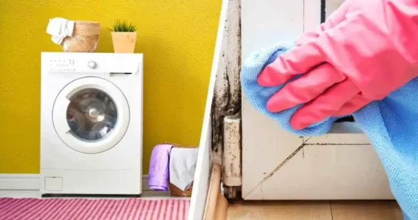 3 plantas que evitam o aparecimento de umidade e mofo em casa