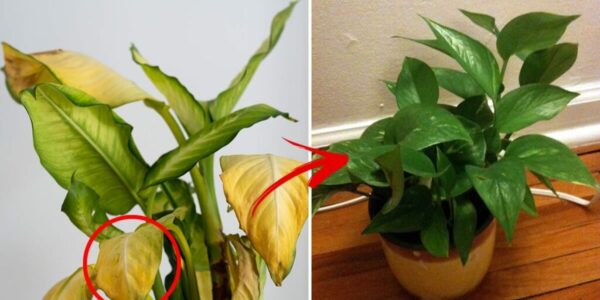 3 razões pelas quais as folhas de suas plantas estão ficando amarelas e o que você pode fazer a respeito