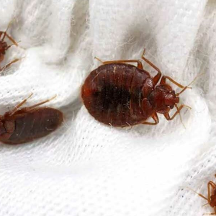 3 técnicas infalíveis para eliminar percevejos