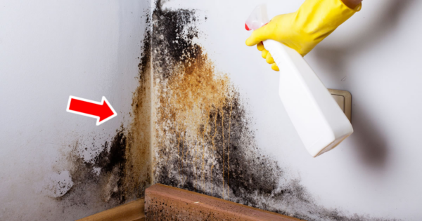 3 truques definitivos para remover mofo das paredes em 5 minutos