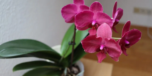 3 truques infalíveis para fazer as orquídeas florescerem o ano todo, mesmo no inverno, na sua varanda e terraço