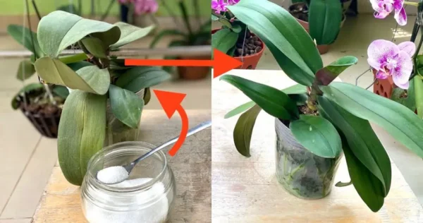 4 bons motivos para colocar bicarbonato de sódio em suas orquídeas