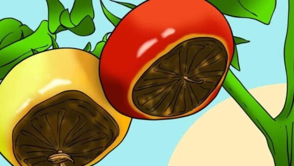 4 dicas para prevenir o apodrecimento das pontas das flores nos tomates