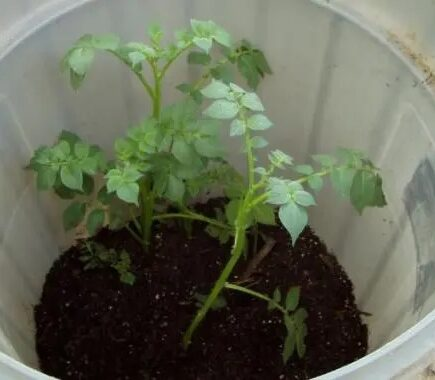 4 passos fáceis para cultivar 45kg de batatas em um barril!