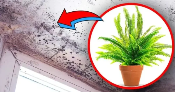 4 plantas de interior que eliminam a umidade e evitam o risco de mofo em casa