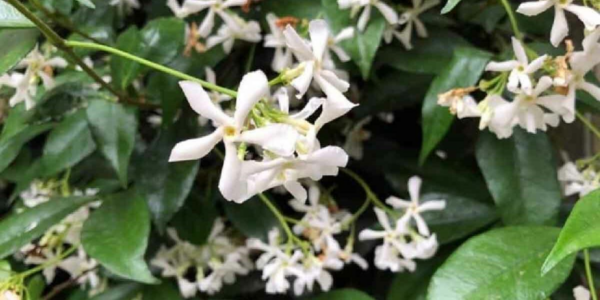 4 plantas maravilhosas que vão perfumar a sua varanda no verão