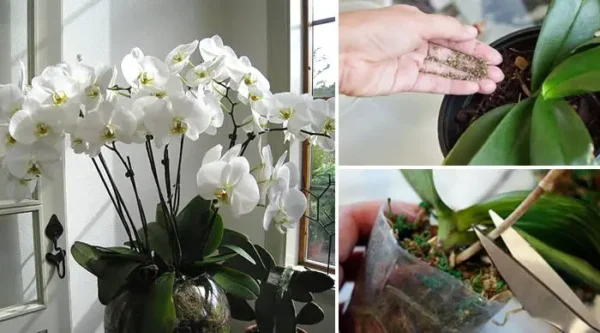 4 segredos essenciais para cultivar lindas orquídeas em casa