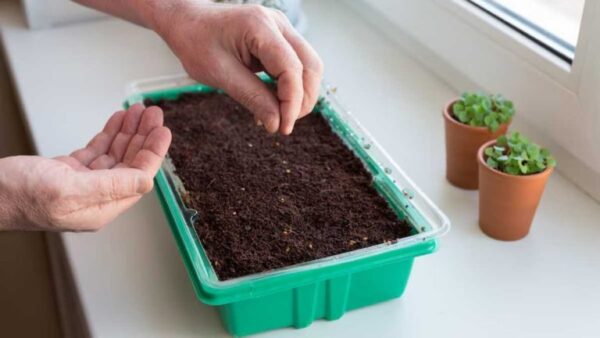 4 vegetais que você pode plantar em janeiro